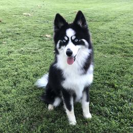 Trixie - Pomsky