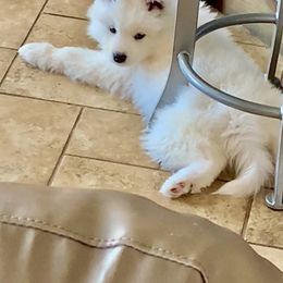Samoyed Puppies from Falling cedar farm samoyeds