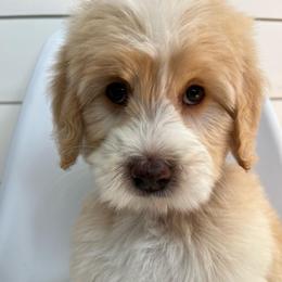 Earl - Yellow and white male Bernedoodle puppy in Garrettsville, Ohio from Sunset Family Farm