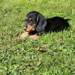 Ceasar - Black and tan male Dachshund puppy in Onalaska, Washington from Divine Teckel Tails
