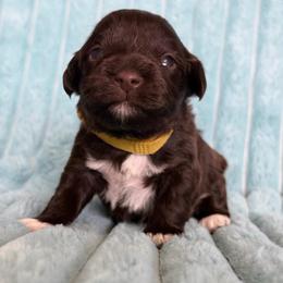 Yellow Collar boy - Liver male Miniature Schnauzer puppy in Sterling, Idaho from Sterling Schnauzer's