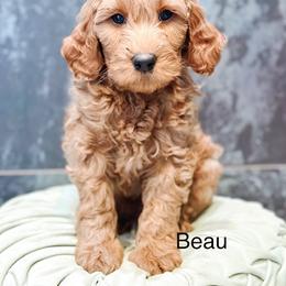 Beau - Apricot male Goldendoodle puppy in Pasco, Washington from Camp Doodle Woods
