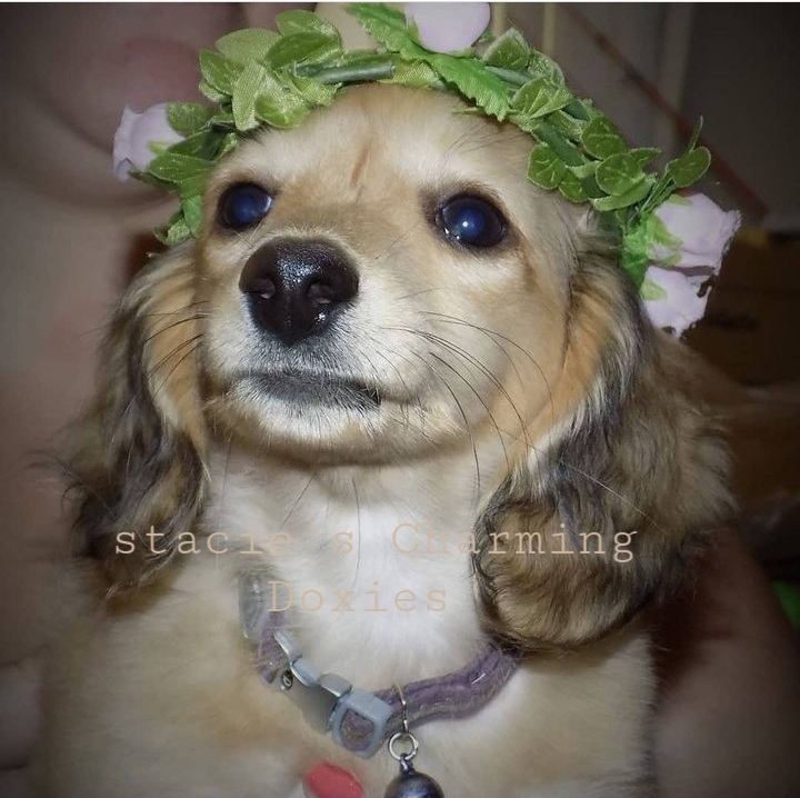 Dachshund Puppies from Stacie's Charming Doxies