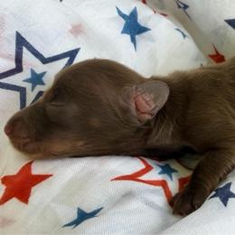 Prince - Chocolate and tan male Dachshund puppy in Pulaski, Tennessee from Billboard Doxies