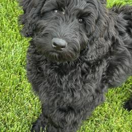 Sirius - Black male Australian Labradoodle puppy in Newdale, Idaho from Grand Peaks Labradoodles