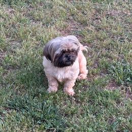 Lola - Cream and white female Shih Tzu puppy in Bradley, South Carolina from Katie’s Kennel
