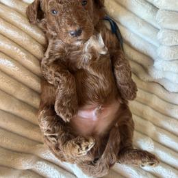 AKC Blue Collar - Red  male Poodle puppy in Dallas, Georgia from West Cobb Dogs