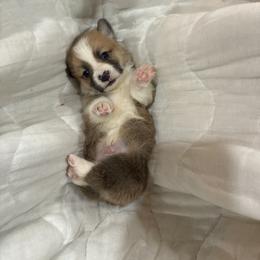 Faithful - Red male Pembroke Welsh Corgi puppy in Delton, Michigan from CorGizmo