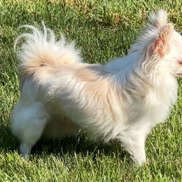 Frankie - Chihuahua