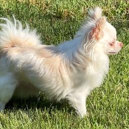 Frankie - Chihuahua