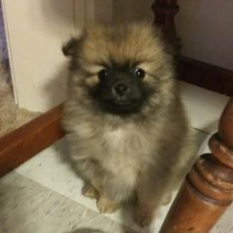 Pomeranians from Tanya's Pomeranians