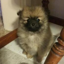 Pomeranians from Tanya's Pomeranians