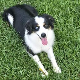 Daisy - Black tri female Miniature American Shepherd puppy in Tiskilwa, Illinois from First Harmony Farms