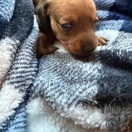 Sydnie - Sable female Dachshund puppy in Madisonville, Texas from Little B’s Dachshund Farm