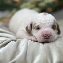 Amora - Parti female Goldendoodle puppy in Queen Creek, Arizona from Goldendoodle AZ