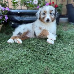 Girl 5 - Blue merle female Australian Shepherd puppy in San Bernardino, California from Zermeno Ranch