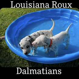 Dalmatian Puppies from Louisiana Roux Dalmatians