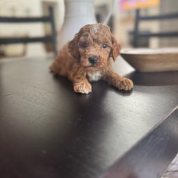 Teal - Red  female Goldendoodle puppy in Alamance County, North Carolina from Doodle Squad Puppies