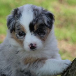 Violet - Blue merle Australian Shepherd puppy in Granville, Ohio from River Trails Aussies