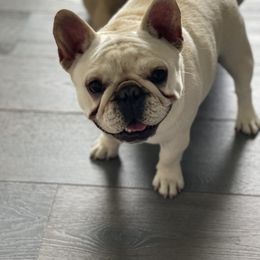 French Bulldog Puppies from Wasatch French Bulldogs