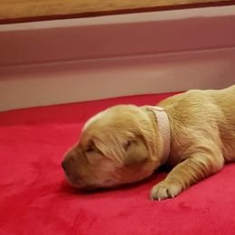 Lisa - Golden Retriever puppy in Arlington, Washington from Nagel Farm's