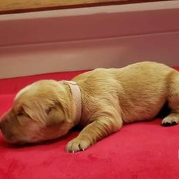 Lisa - Golden Retriever puppy in Arlington, Washington from Nagel Farm's