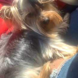 Major - Yorkshire Terrier