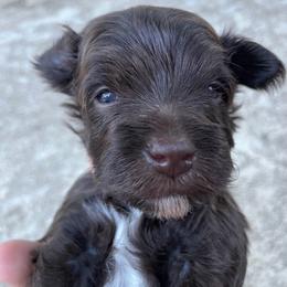 Delli Light blue chocolate - Liver male Miniature Schnauzer puppy in Temple, Texas from Schnauzers Of Taylor