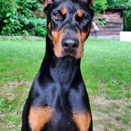 Gertie - Doberman Pinscher