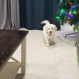 Golden Retriever Puppies from Gratz Kennels