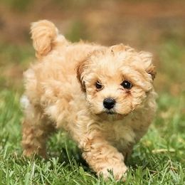 Poodle Puppies from Emerald Mini Poodles