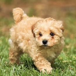 Poodle Puppies from Emerald Mini Poodles