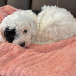 Jeannie - Black and white female Cavapoo puppy in Knoxville, Tennessee from Rocky Top Cavapoos
