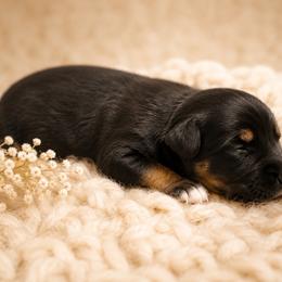 Katmai - Black tri female Miniature Australian Shepherd puppy in Macomb, Missouri from Show Me MO Aussies