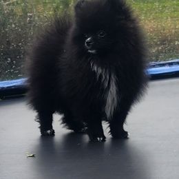Midnight - Black parti male Pomeranian puppy in New Salem, North Dakota from Fancy Paws Pomeranians