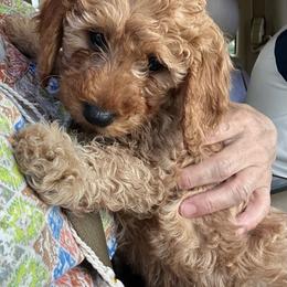 Tanner - Red  male Goldendoodle puppy in Easley, South Carolina from Pawmetto Goldendoodles