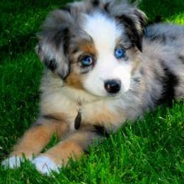Miniature Australian Shepherds from Scogins Mini Aussies