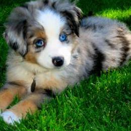 Miniature Australian Shepherds from Scogins Mini Aussies