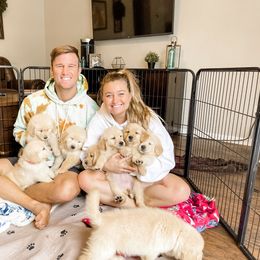 Golden Retriever Puppies from Salty Goldens