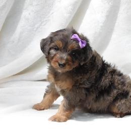 Aussiedoodle Puppies from Royal J Aussies and Aussiedoodles