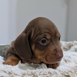 Espresso Chocolate and Tan Solid - Chocolate and tan female Dachshund puppy in Bremen, Georgia from Jones Royal Kennels / Jones Miniature Dachshunds