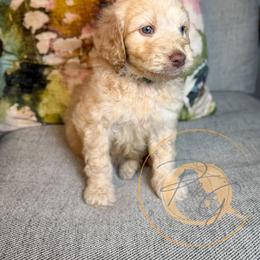 Henry (green collar) - Apricot male Goldendoodle puppy in Murrieta, California from Apricot Poodles & Goldendoodles, LLC