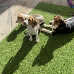 Beagle and Doberman Pinscher Puppies from Desert Mountain Canines