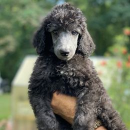 Poodle Puppies from Speeds Creek Kennels
