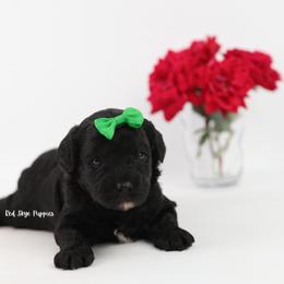 Green Collar Boy - Black male Cavapoo puppy in Republic, Missouri from Red Skye Puppies