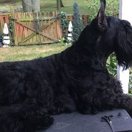Giant Schnauzers from Hearthmore Giant Schnauzers