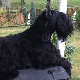 Giant Schnauzers from Hearthmore Giant Schnauzers