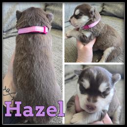 Hazel - Red and white female Siberian Husky puppy in Merrill, Michigan from Haase Family Kennels