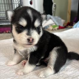 Nova - Black and white female Pomsky puppy in Valparaiso, Indiana from Valparaiso Pomskys