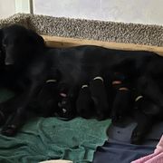 Flat-Coated Retriever and Golden Retriever Puppies from LaDean Faris